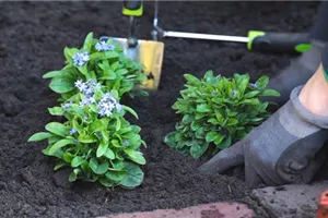 Vergissmeinnicht - Einpflanzen im Garten