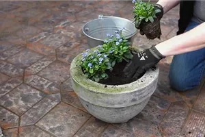 Vergissmeinnicht - Einpflanzen in ein Gefäß