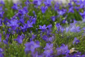 Glockenblume - Einpflanzen in den Garten