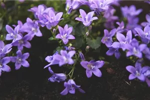 Dalmatiner Polster-Glockenblume - Einpflanzen im Garten