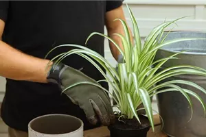 Grünlilie - Umtopfen