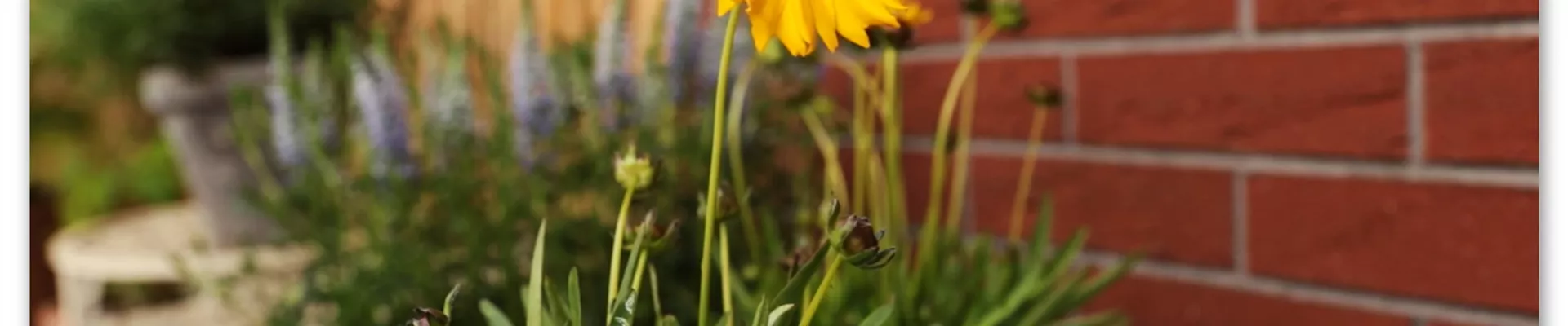 Mädchenauge - Einpflanzen in den Garten (Thumbnail)