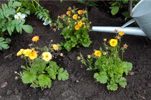 Nelkenwurz - Einpflanzen im Garten Nelkenwurz - Einpflanzen im Garten