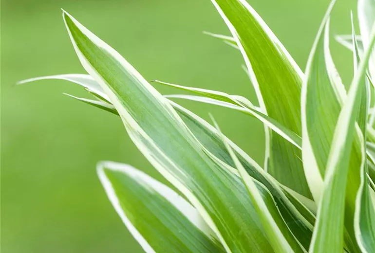 Chlorophytum comosum