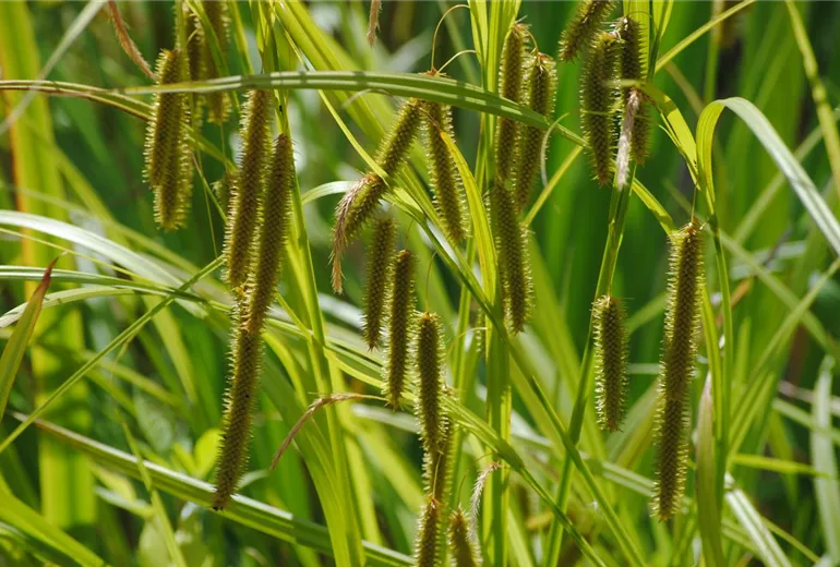 Carex pseudocyperus