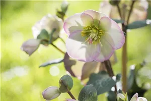 Fleur primeur - zarte Frühlingsgrüße aus dem Blumengarten