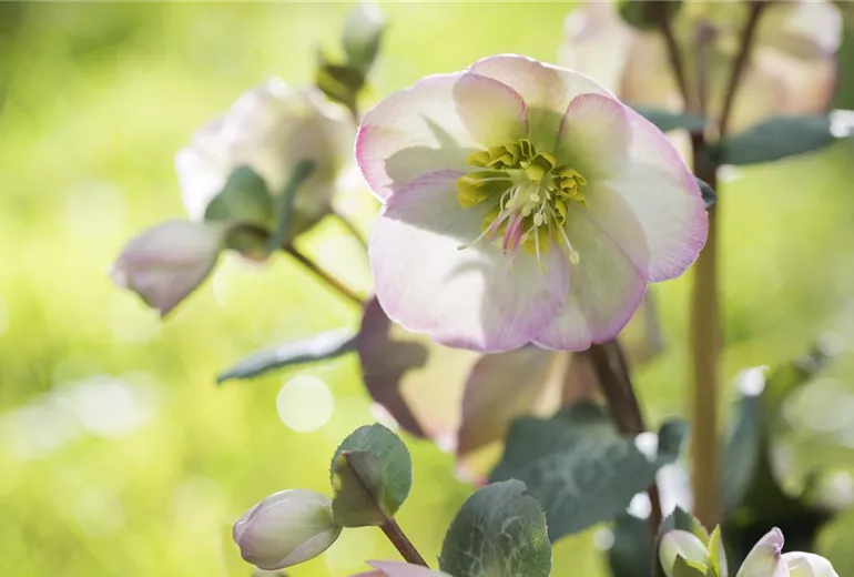 Helleborus x ericsmithii Sally's Shell