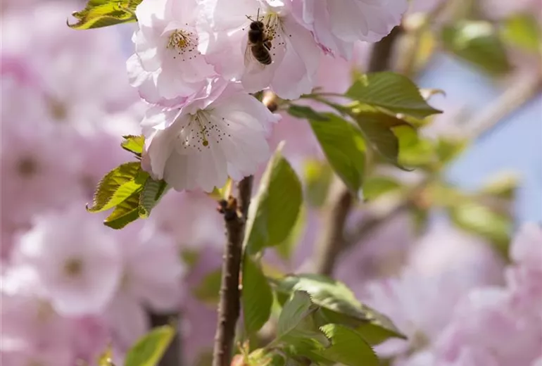 Prunus subhirtella 'Accolade' Prunus subhirtella 'Accolade'