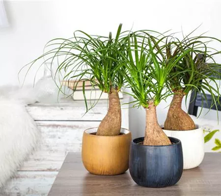 Fußpflege der botanischen Art: Elefantenfuß richtig pflegen