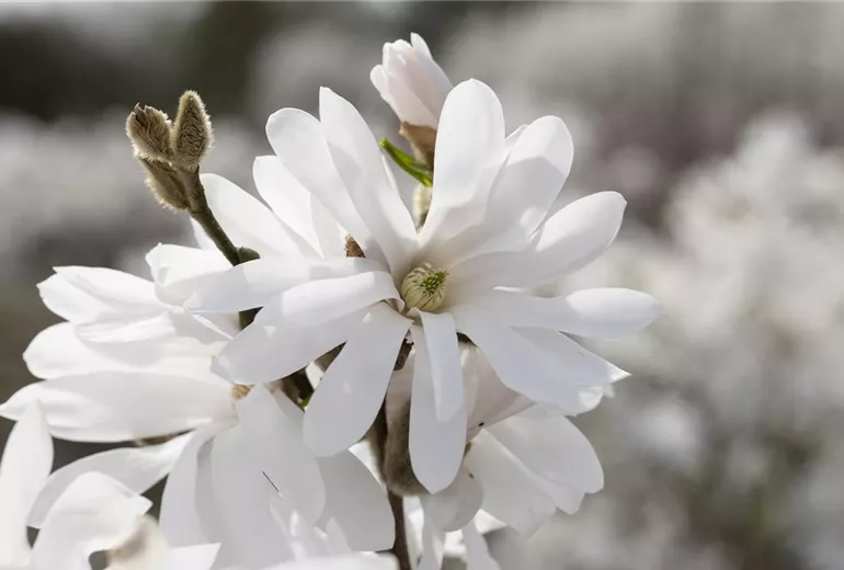 Magnolia stellata 'Royal Star'