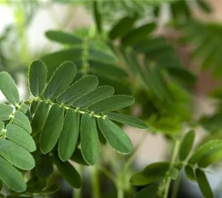 Mimosen, die sensiblen Geschöpfe der Pflanzenwelt