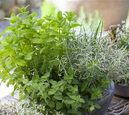 Mit frischen Kräutern in den Frühling starten