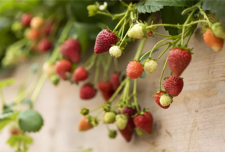 Fragaria
