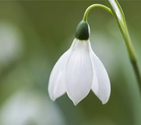 Schneeglöckchen pflanzen – Frühlingsboten im Garten