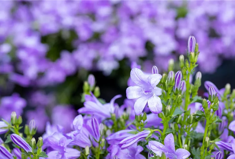 Campanula, blau