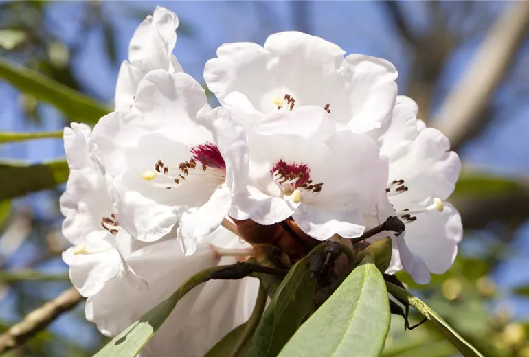 Rhododendron