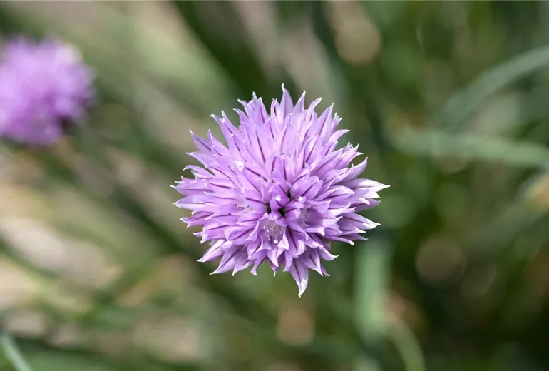 Allium schoenoprasum