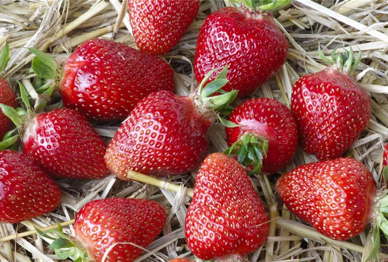 Fragaria x ananassa