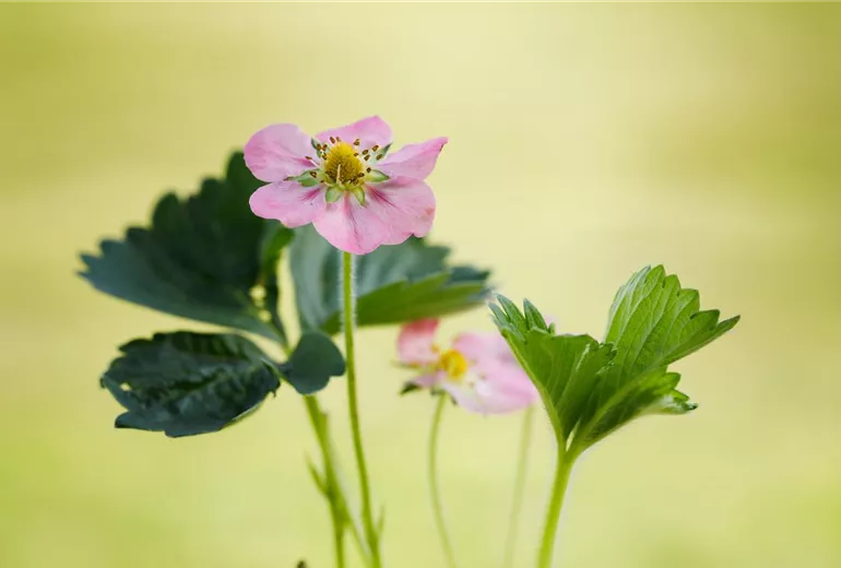 Fragaria x ananassa 'Rosana'