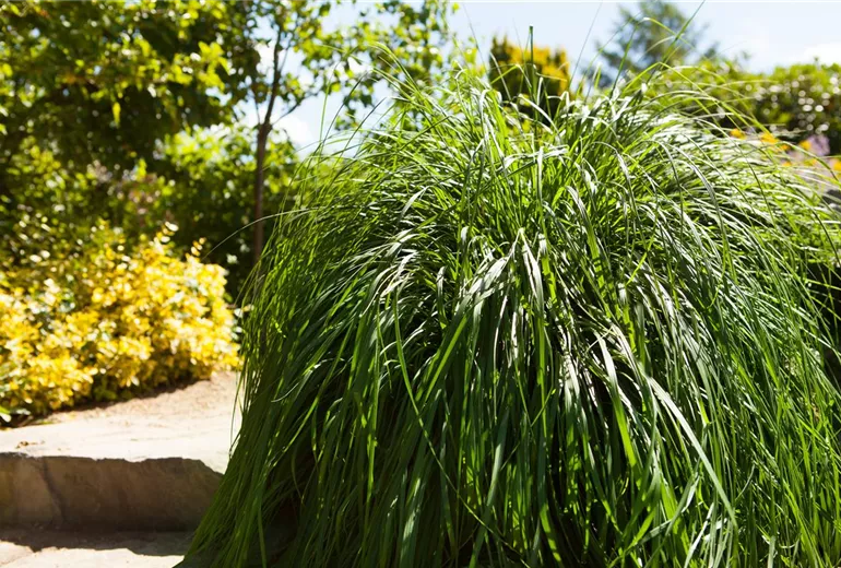Pennisetum alopecuroides