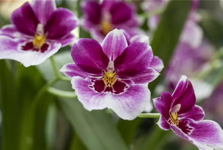Miltoniopsis