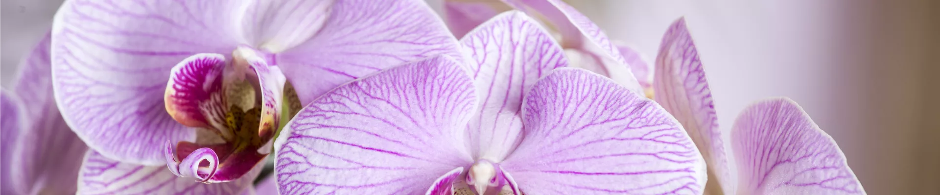 Phalaenopsis