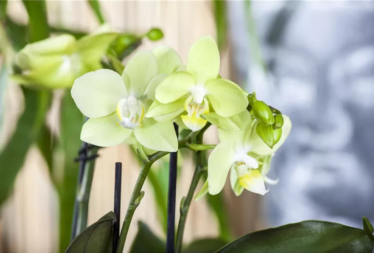 Phalaenopsis