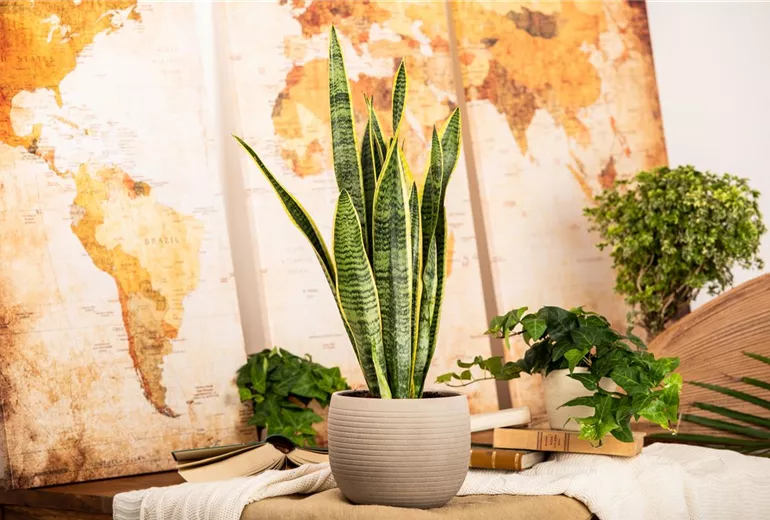 Sansevieria trifasciata