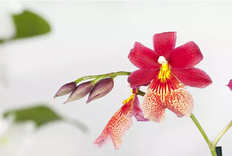 Cambria 'Nelly Isler'