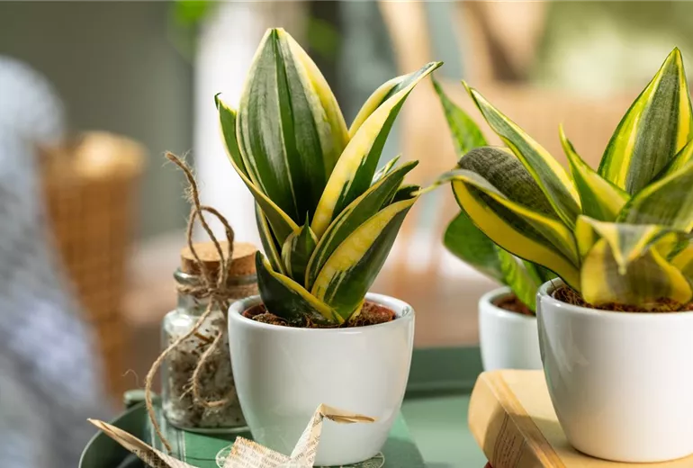 Sansevieria trifasciata 'Hahnii Jade Pagoda'