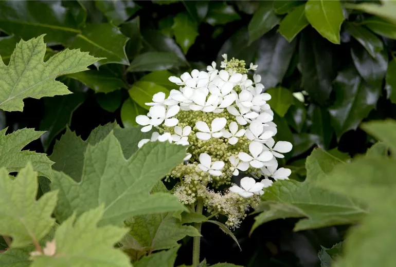Hydrangea quercifolia