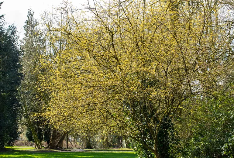 Cornus mas