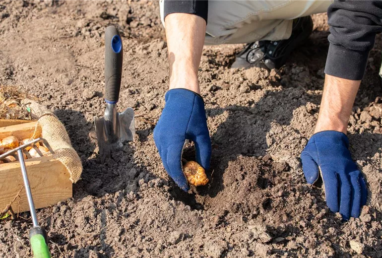 Blumenzwiebeln einpflanzen
