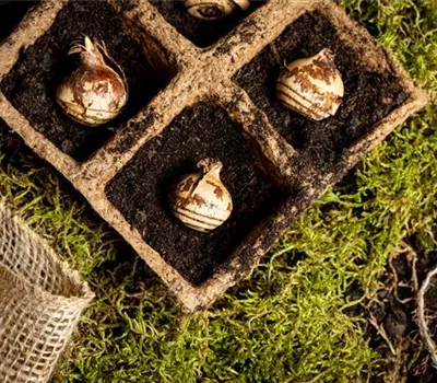 Das Pflanzen von Blumenzwiebeln im Herbst erzeugt Vorfreude