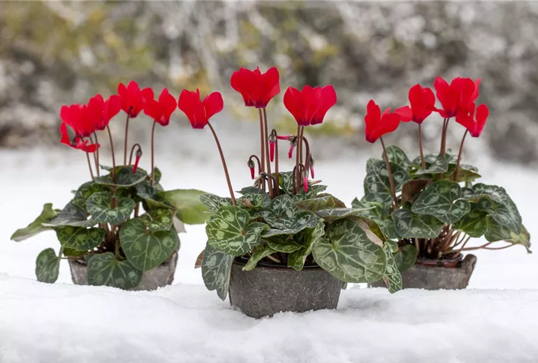Cyclamen 'Midi Wella'