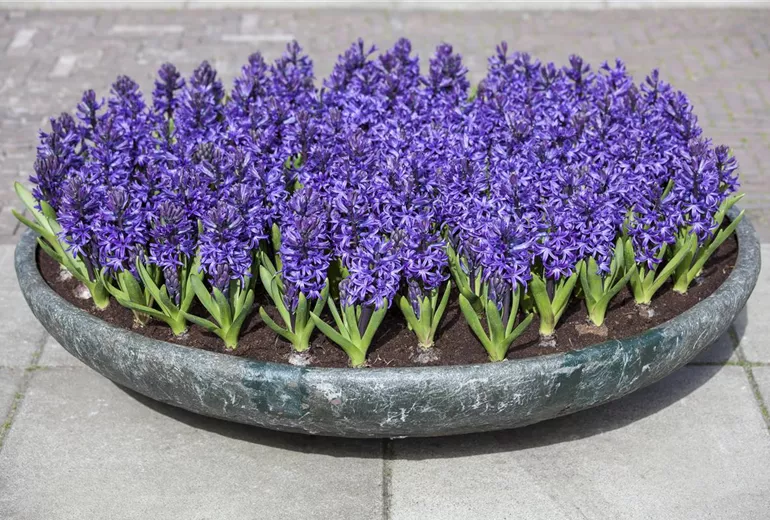 Hyacinthus orientalis