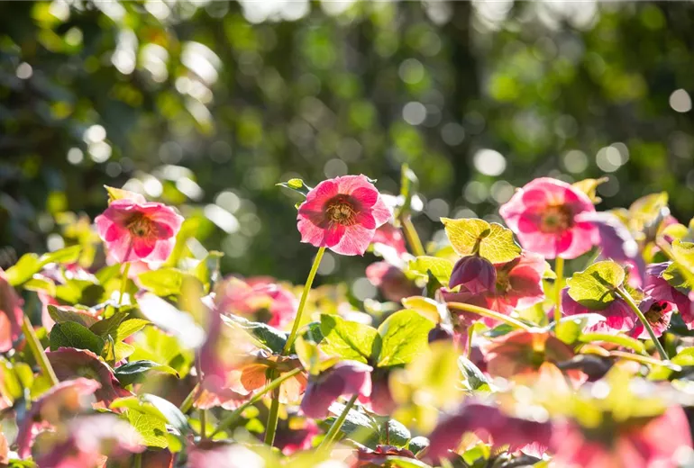 Helleborus Hybride ,Spring Promise Bridget'