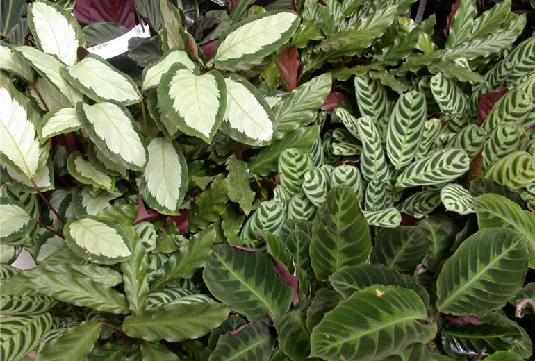 Calathea