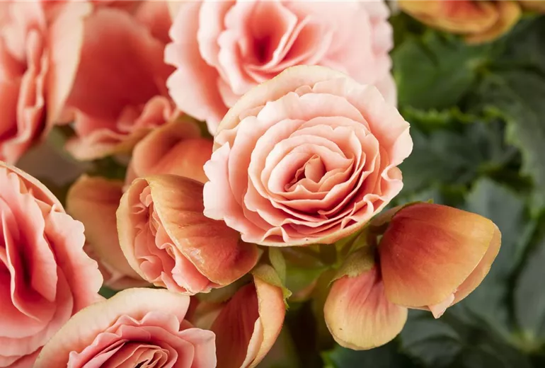 Begonia elatior, rosa