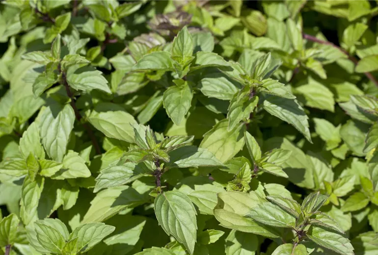 Mentha cordifolia