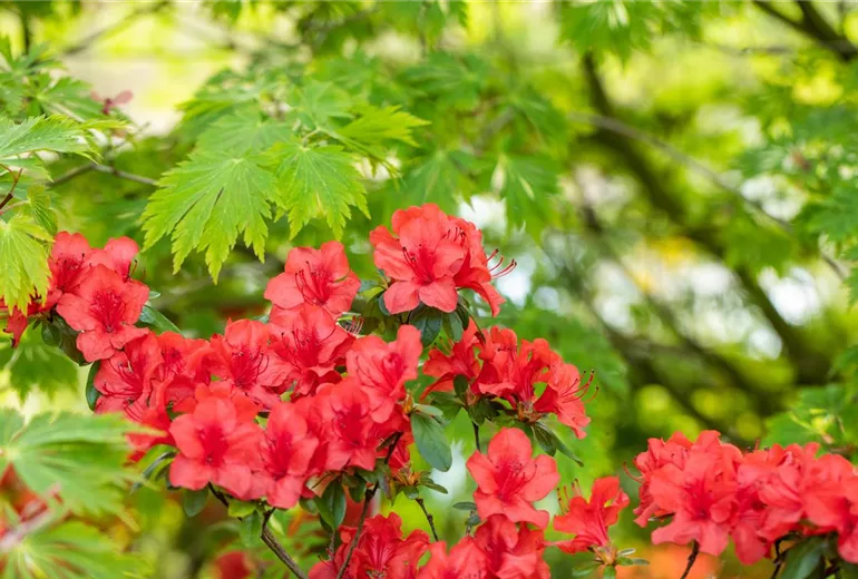 Rhododendron molle ssp. japonicum 'Nordlicht'