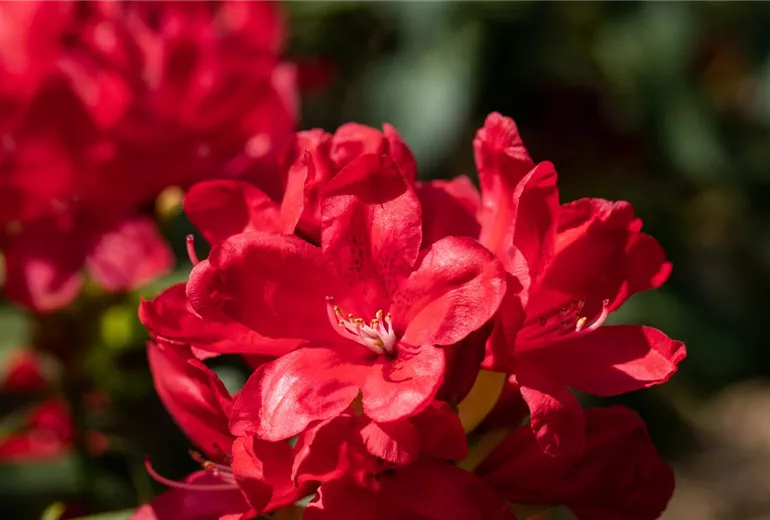 Rhododendron 'Antaris'
