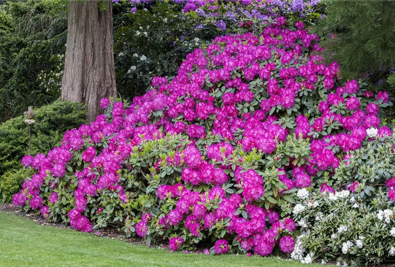 Rhododendron