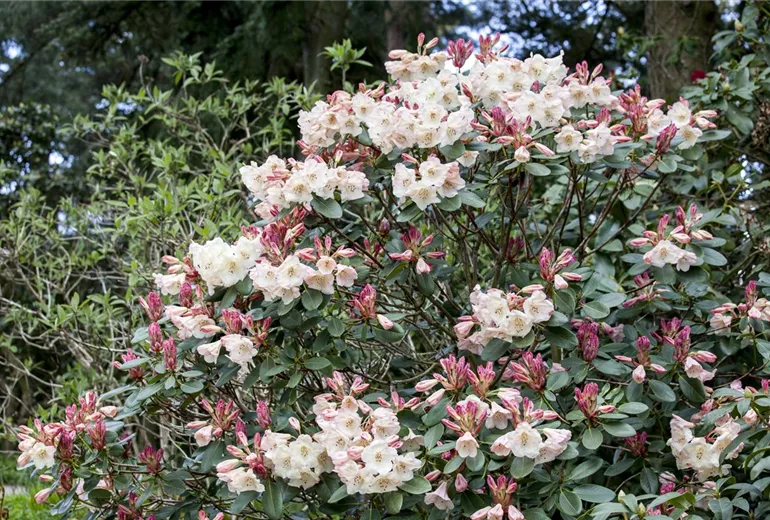 Rhododendron