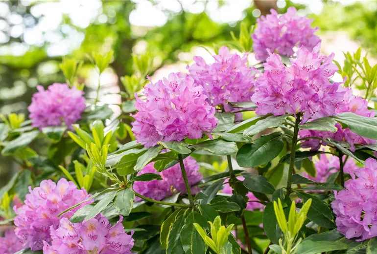 Rhododendron 'Silberreif'