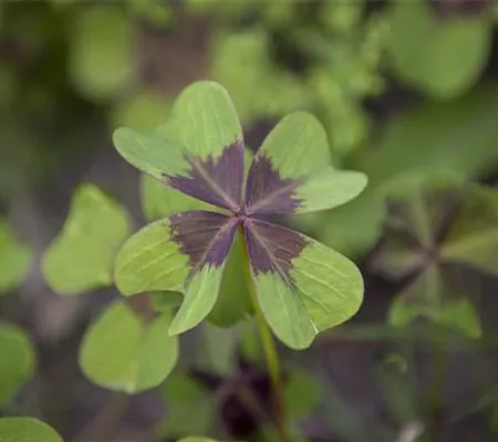 Vierblättriger Klee – Das Glück, das von einer Pflanze kommt