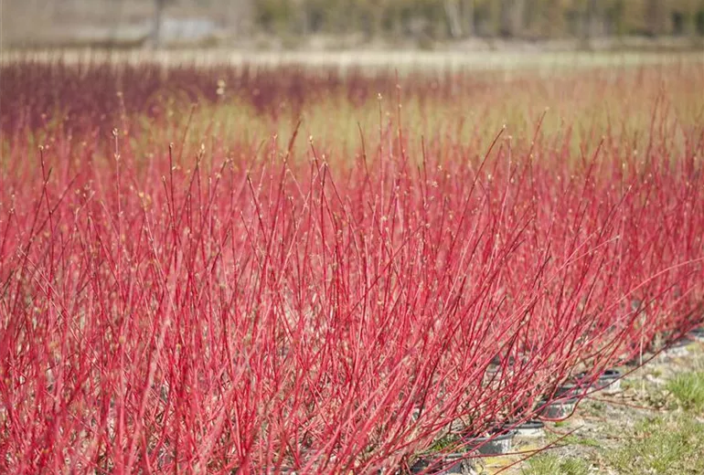 Cornus alba 'Sibirica'