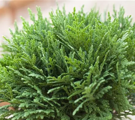 Zwerggehölze für Terrasse und Balkon 