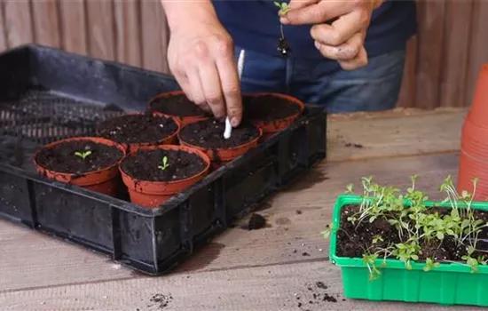 Zwergastern - Pikieren Zwergastern - Pikieren