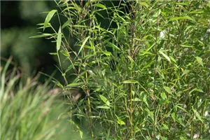 Bambus – das exotische Multitalent im Garten